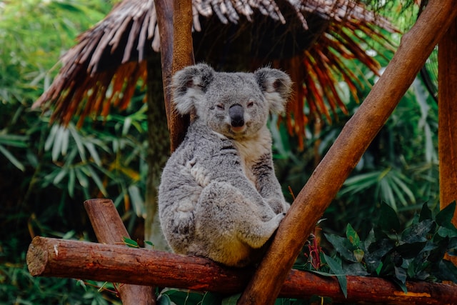 Dropbear NFT